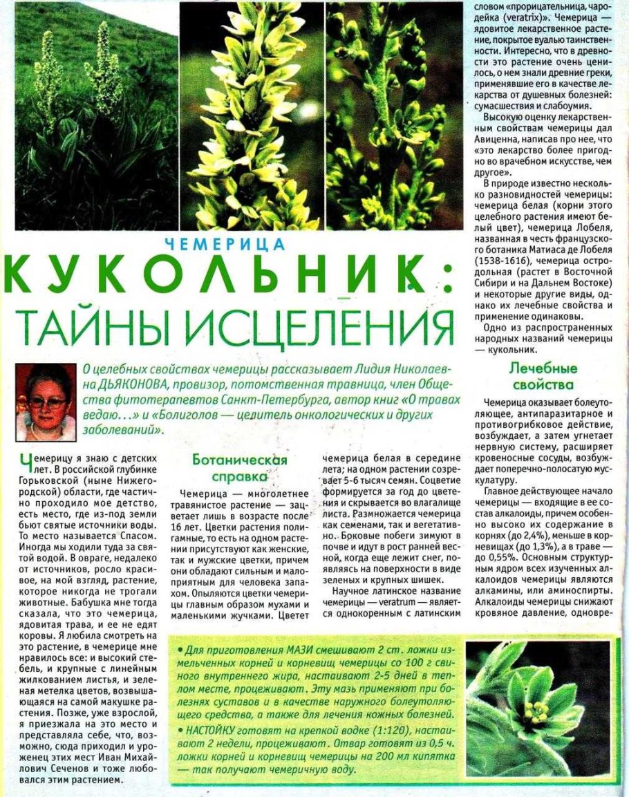 Трава кукольник от алкоголизма