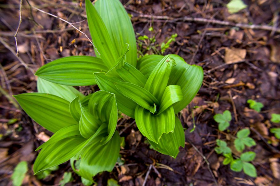 Чемерица Лобеля (Veratrum lobelianum Bernh.)