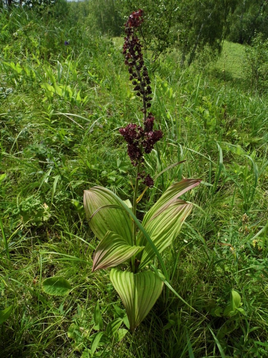 Чемерица черная Veratrum nigrum