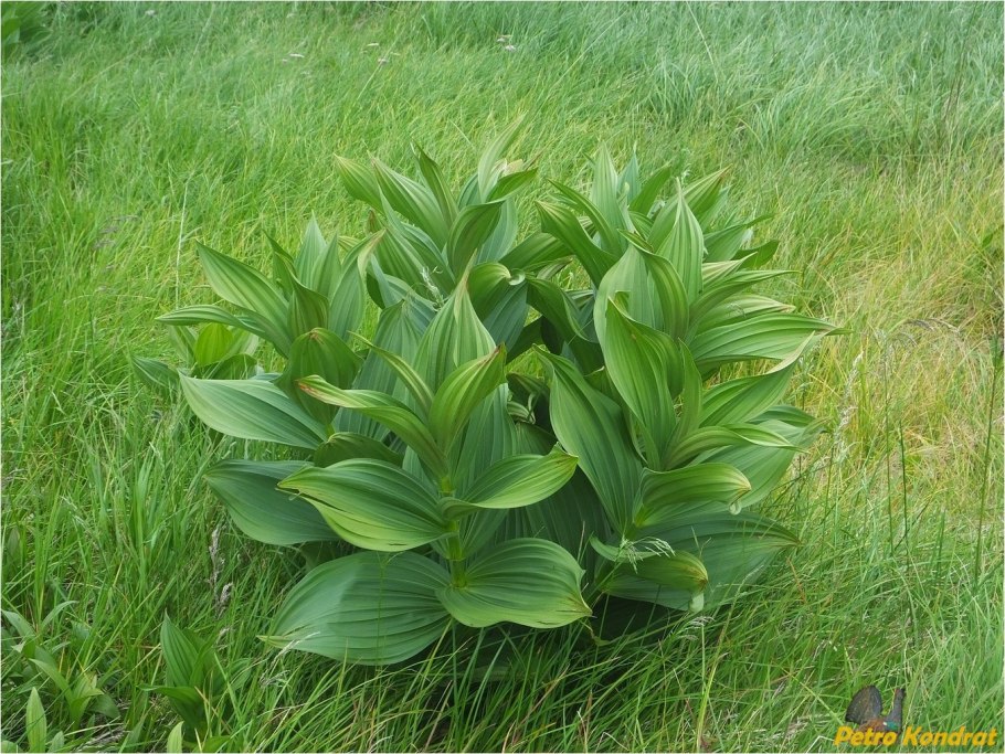 Чемерица Лобеля Veratrum lobelianum