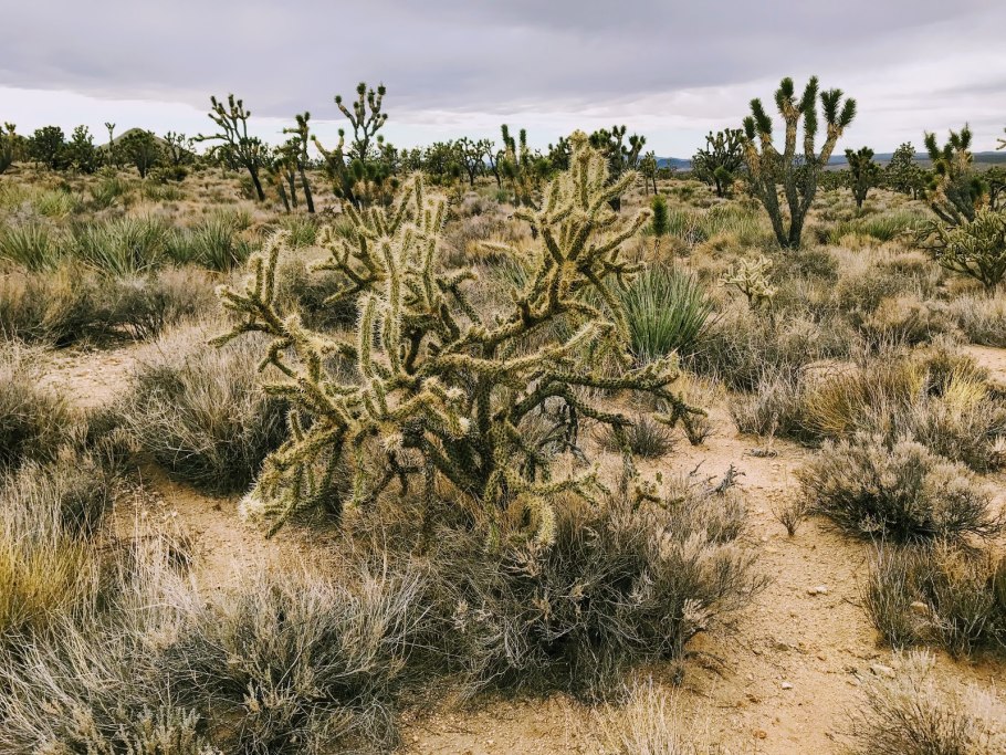 Salsola crassa