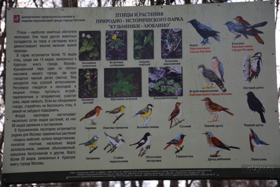Птицы красной книги Москвы