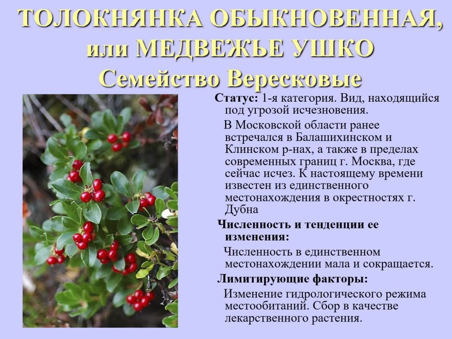 Толокнянка обыкновенная красная книга Московской области
