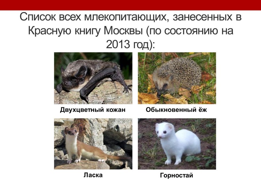 Животные красной книги Москвы