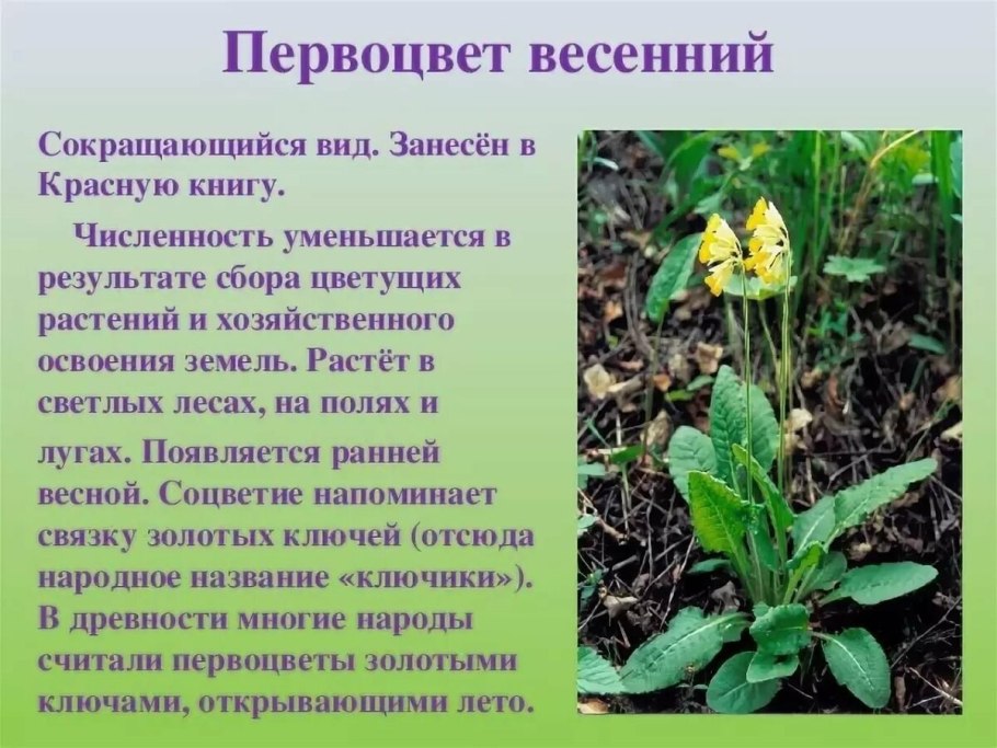 Примула первоцвет весенний красная книга