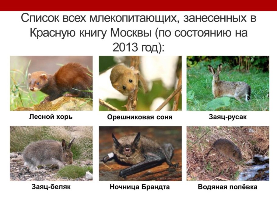 Животные Москвы занесенные в красную книгу