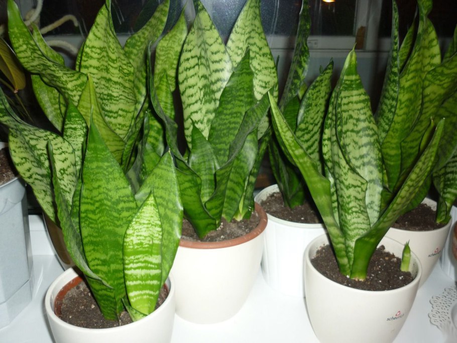 Сансевиерия Тещин язык