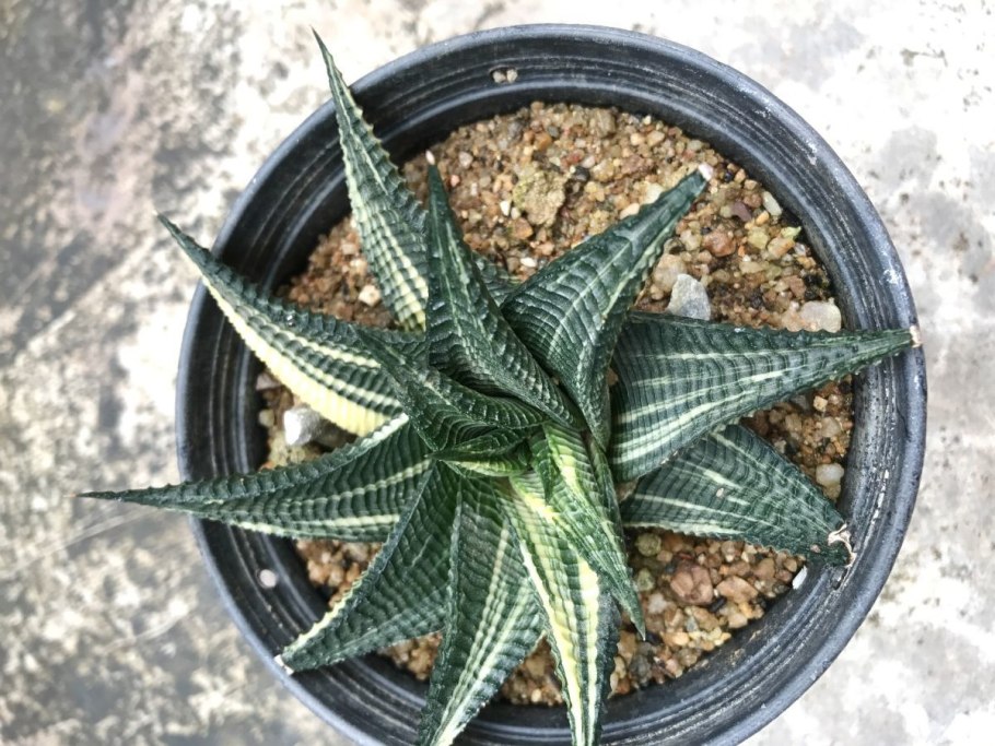 Сансевиерия Лауренти Дварф