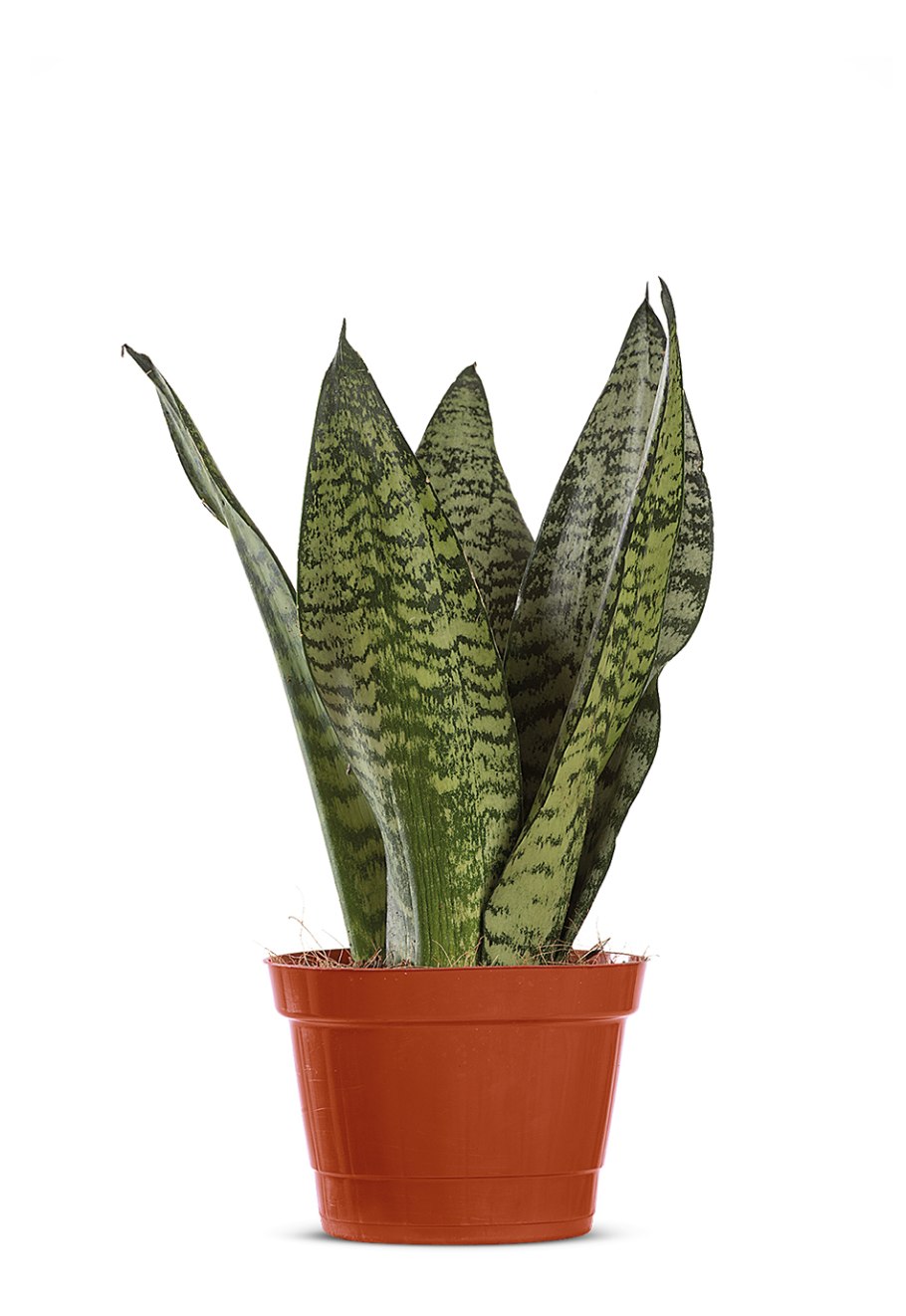 Сансевьера щучий хвост