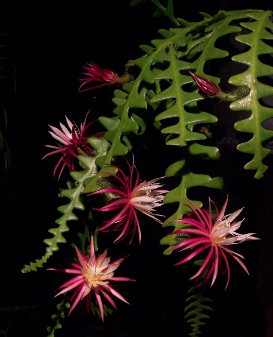 Эпифиллум Криптоцереус Антония