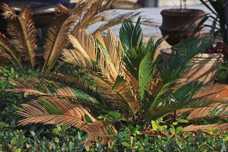 Пальма рыбий хвост Томский Ботанический сад