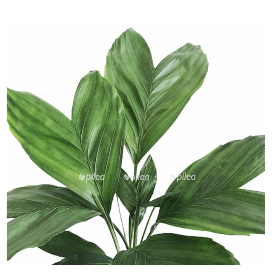 Chamaedorea Metallica