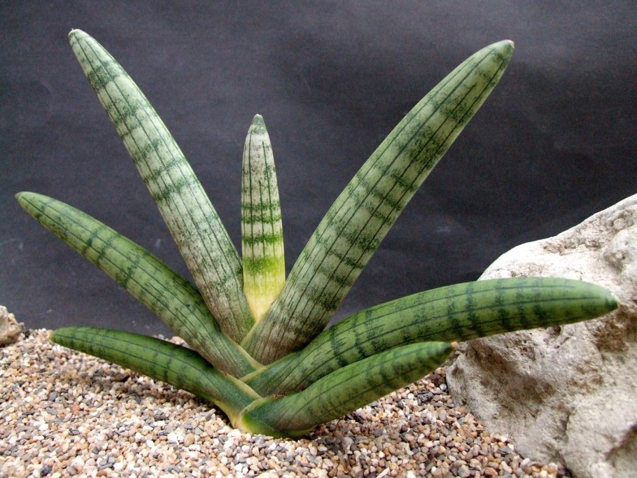 Сансевьера Бонселенсис