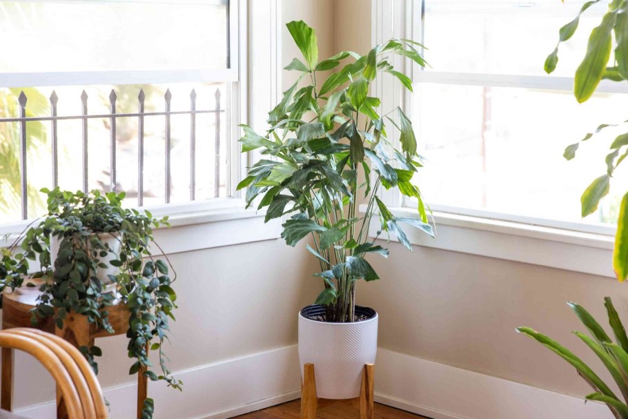 Пальма рыбий хвост Кариота