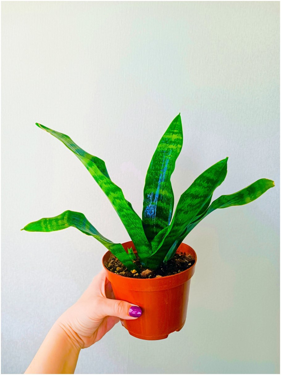 Цветок рыбий хвост