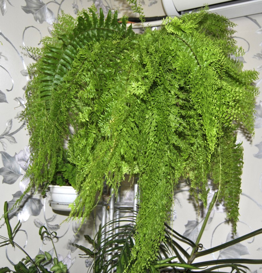 Папоротник нефролепис