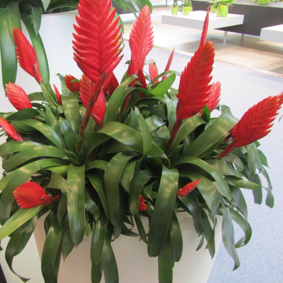 Гузмания вриезия