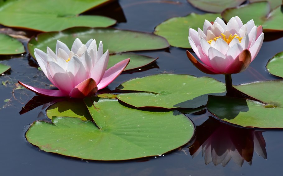 Водяная Лилия/Nymphaea