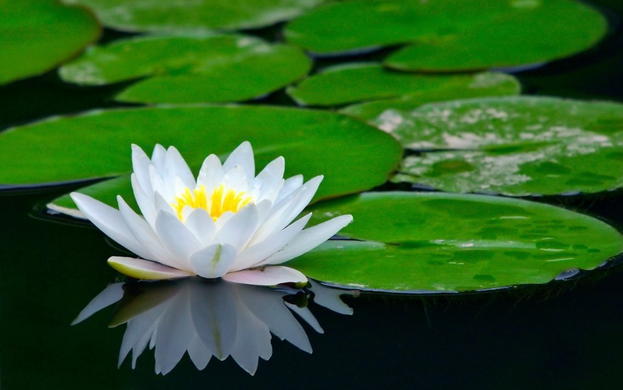 Кувшинка Nymphaea Albatross