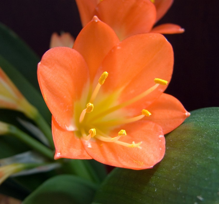 Clivia Orange цветок