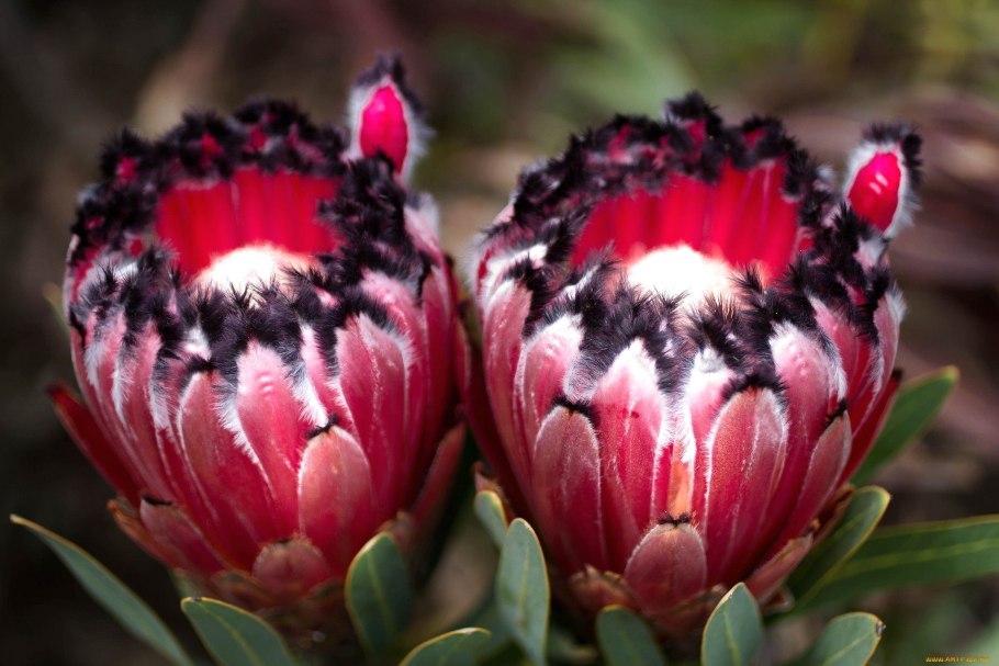 Протея цветок