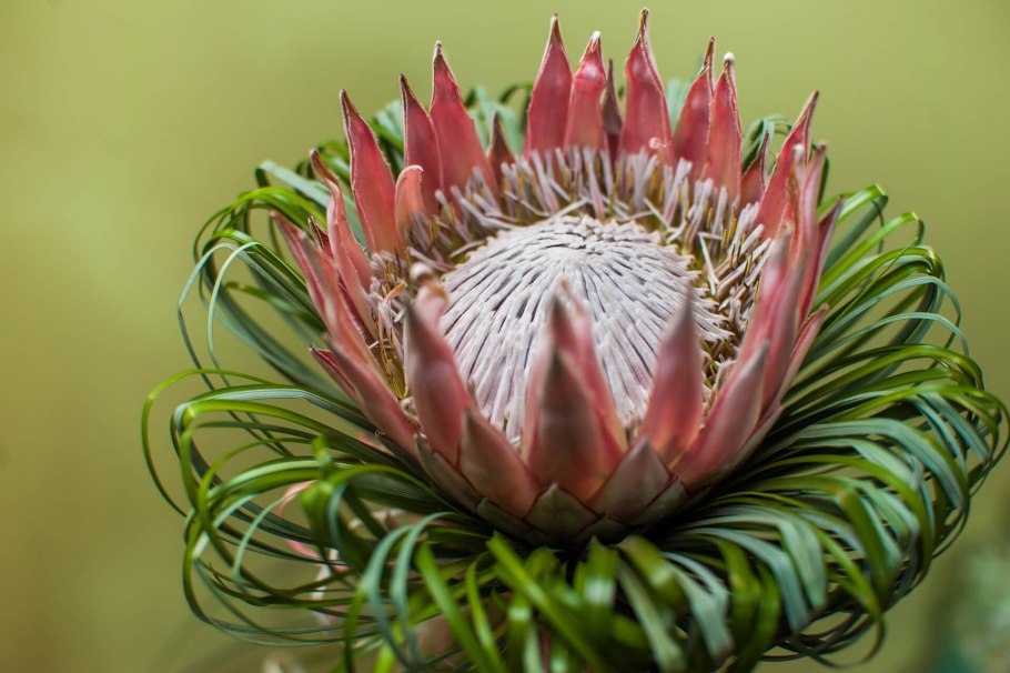 Протея Магнифика