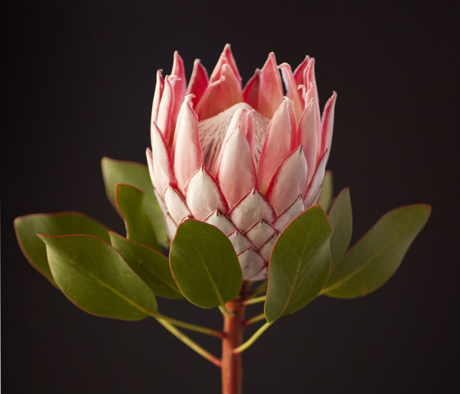 Протея циннароидес