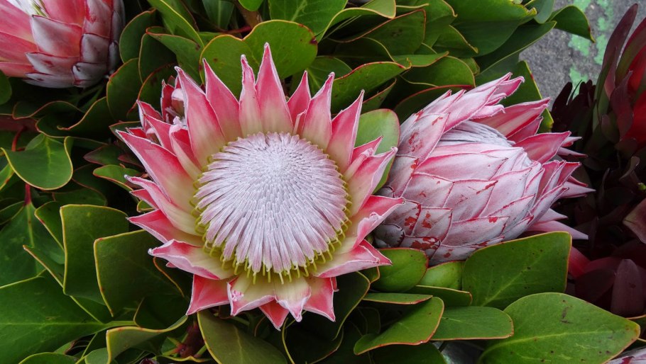 Королевская протея цветок