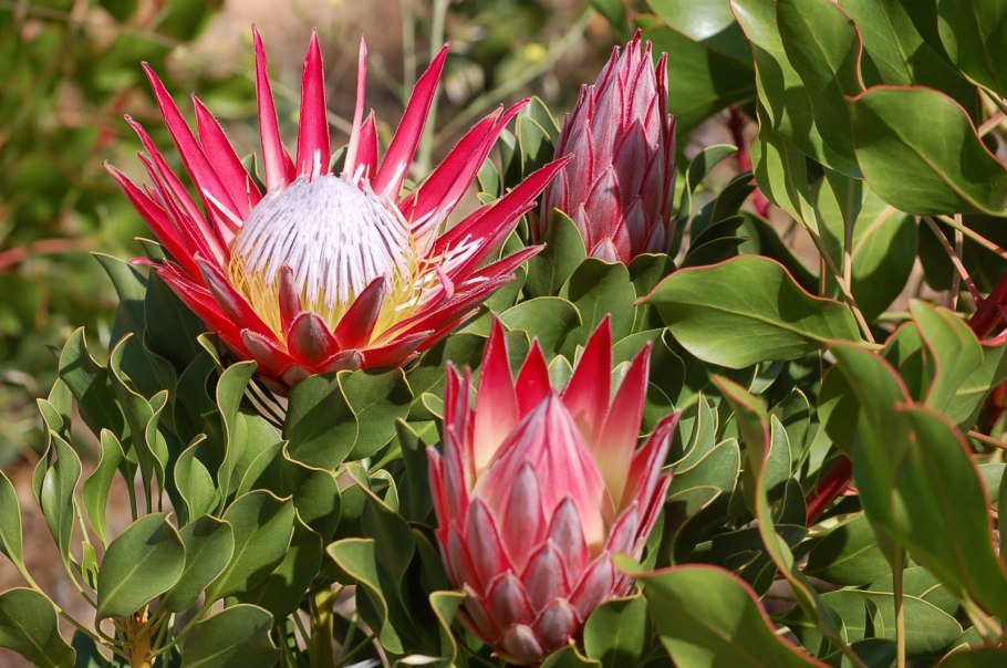 Протея Мадиба