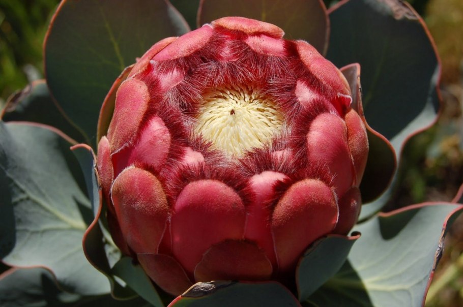 Protea lepidocarpodendron
