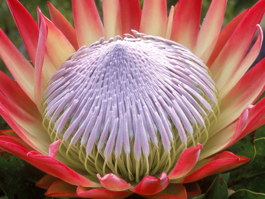 Африканский цветок протея