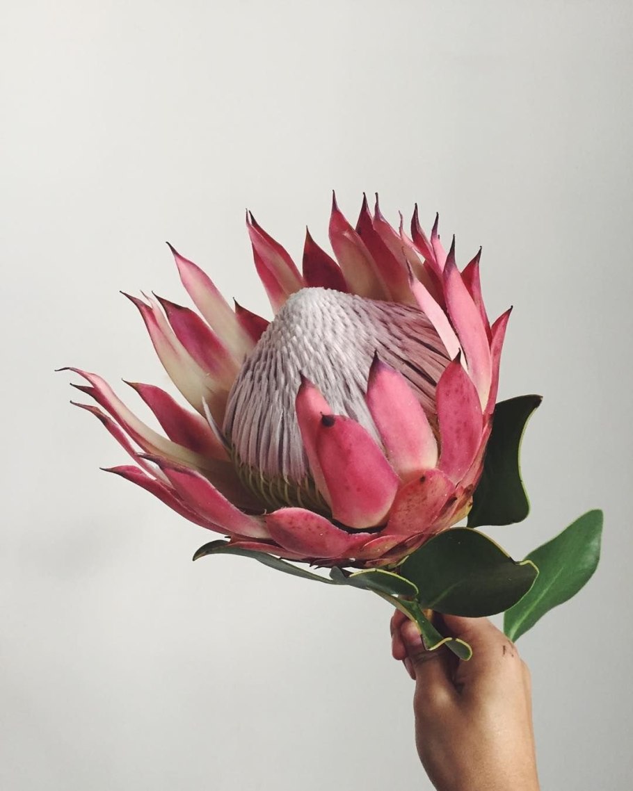 Протея Мадиба цветок