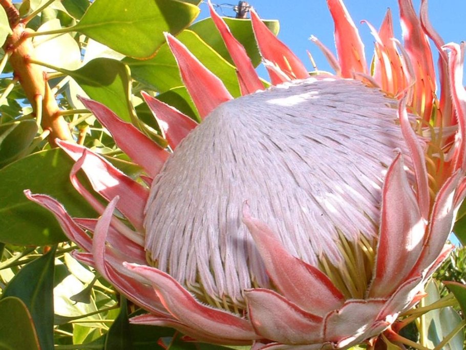 Протея Мадиба