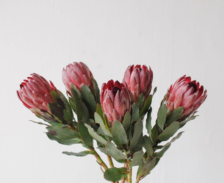 Протея Шерон