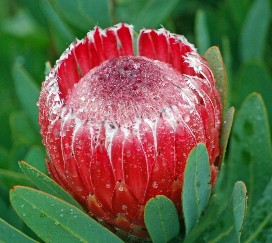 Протея артишоковая цветок