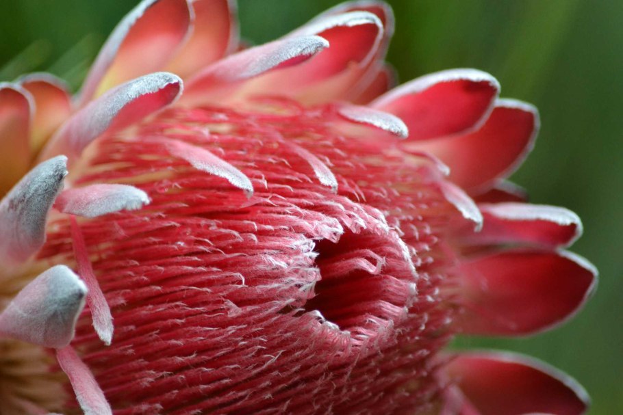 Протея цветок