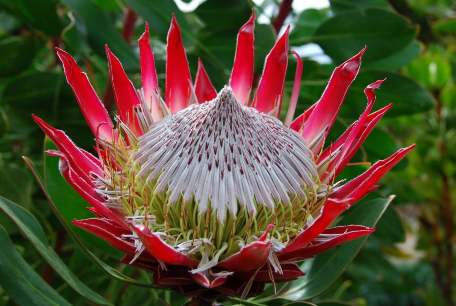 Протея карнавал