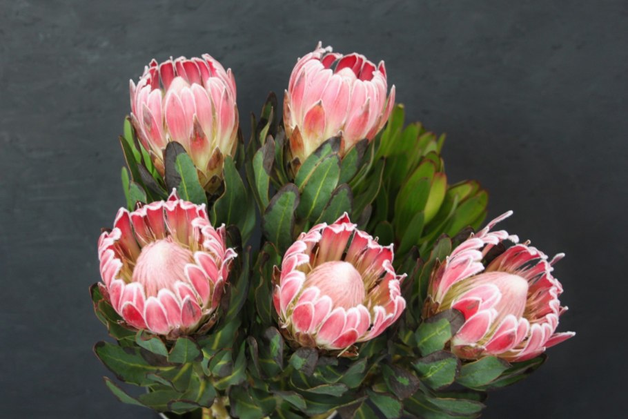 Протея Венус