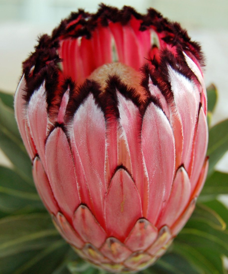 Протея циннароидес