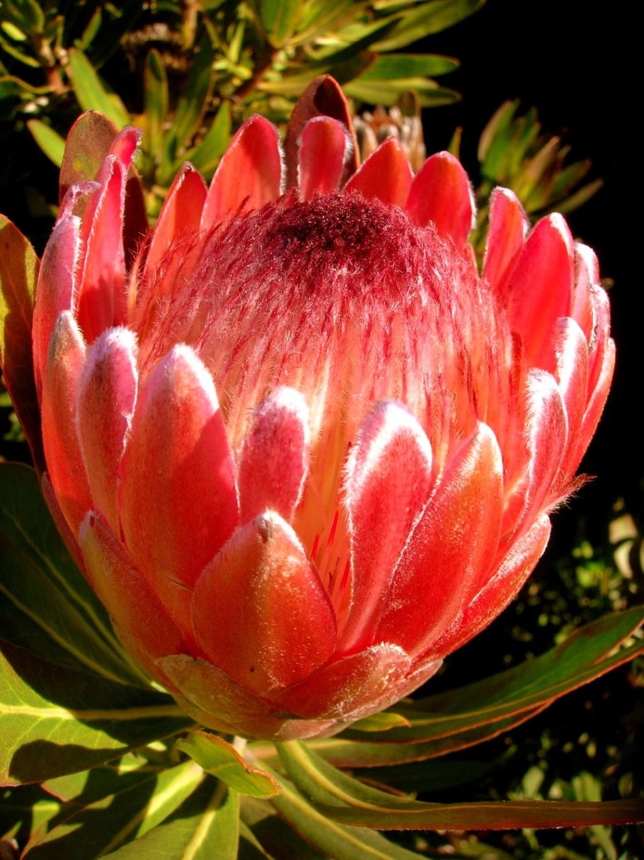 Протея артишоковая цветок