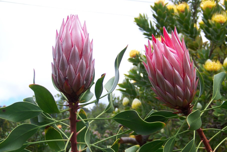 Протея артишоковая цветок