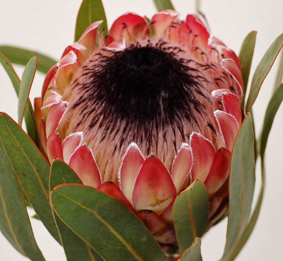 Протея Мадиба