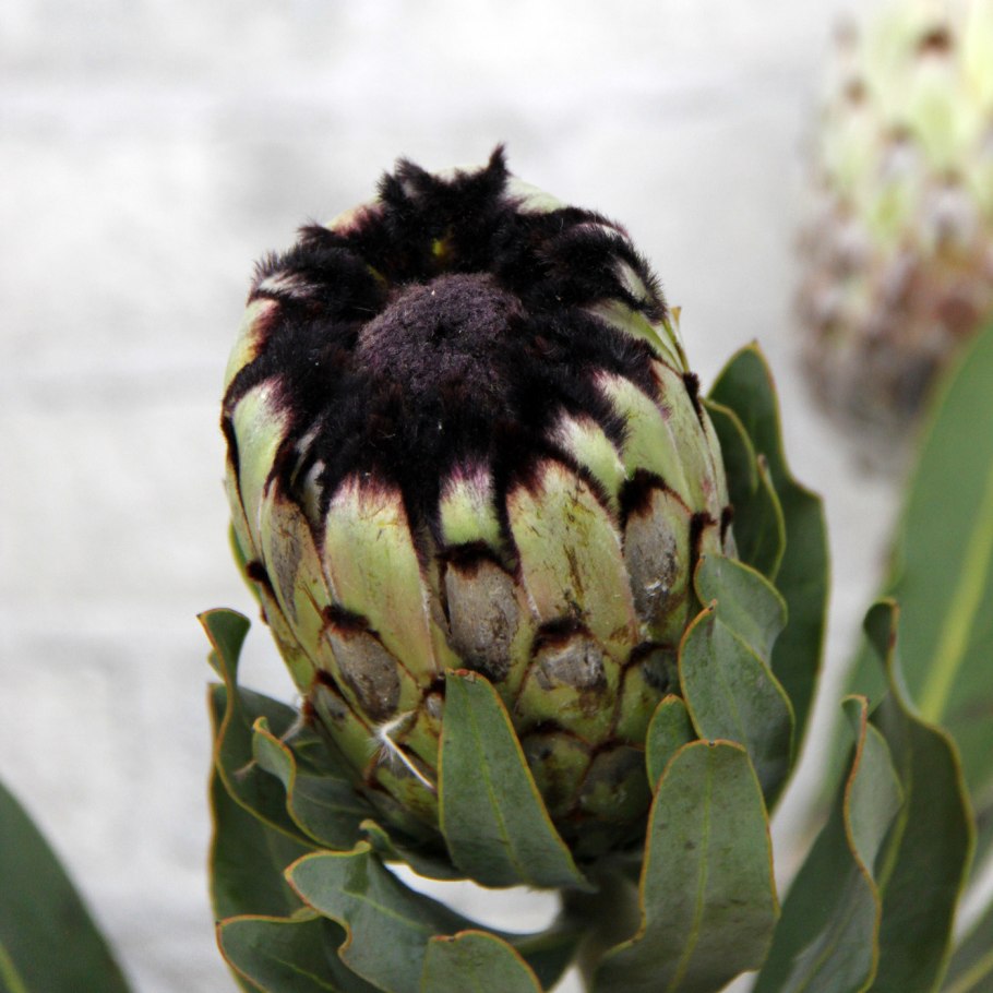 Протея Королевская барбигера