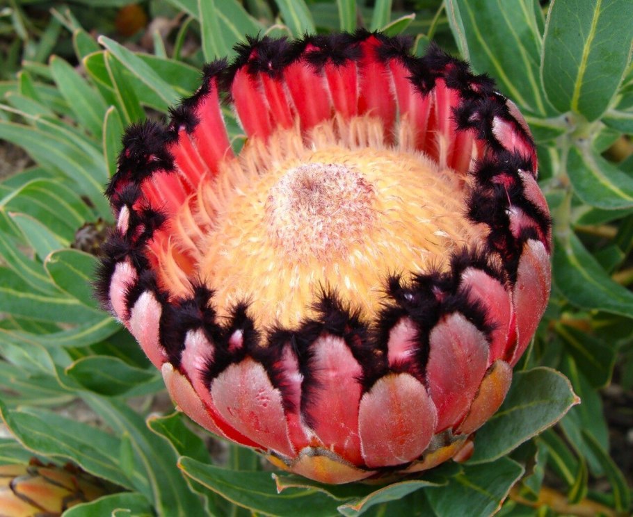 Цветок-Банксия протея /Protea/