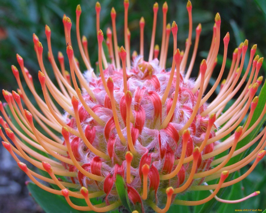 Африканская роза протея