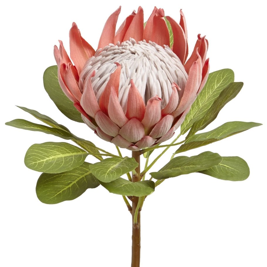 Протея Ланселот