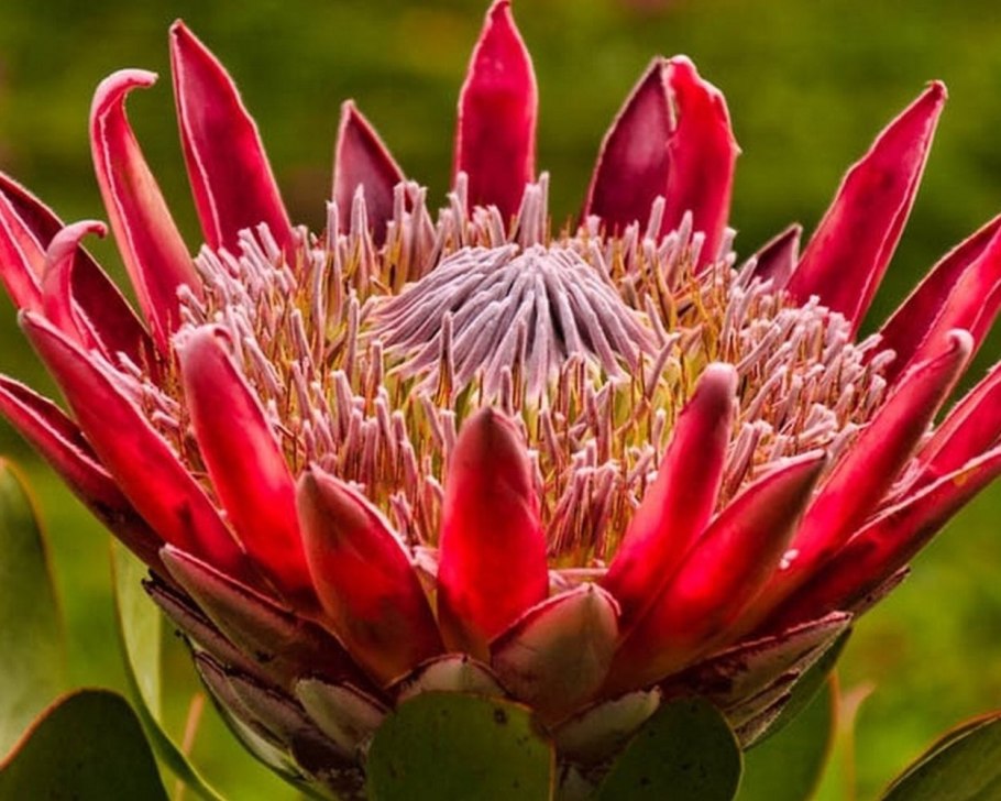 Протея Кинг Мадиба