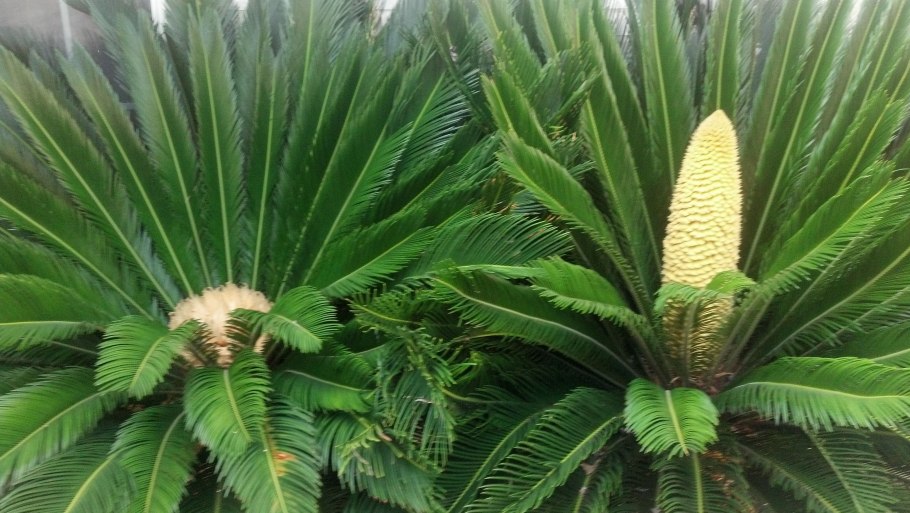 Cycas micholitzii