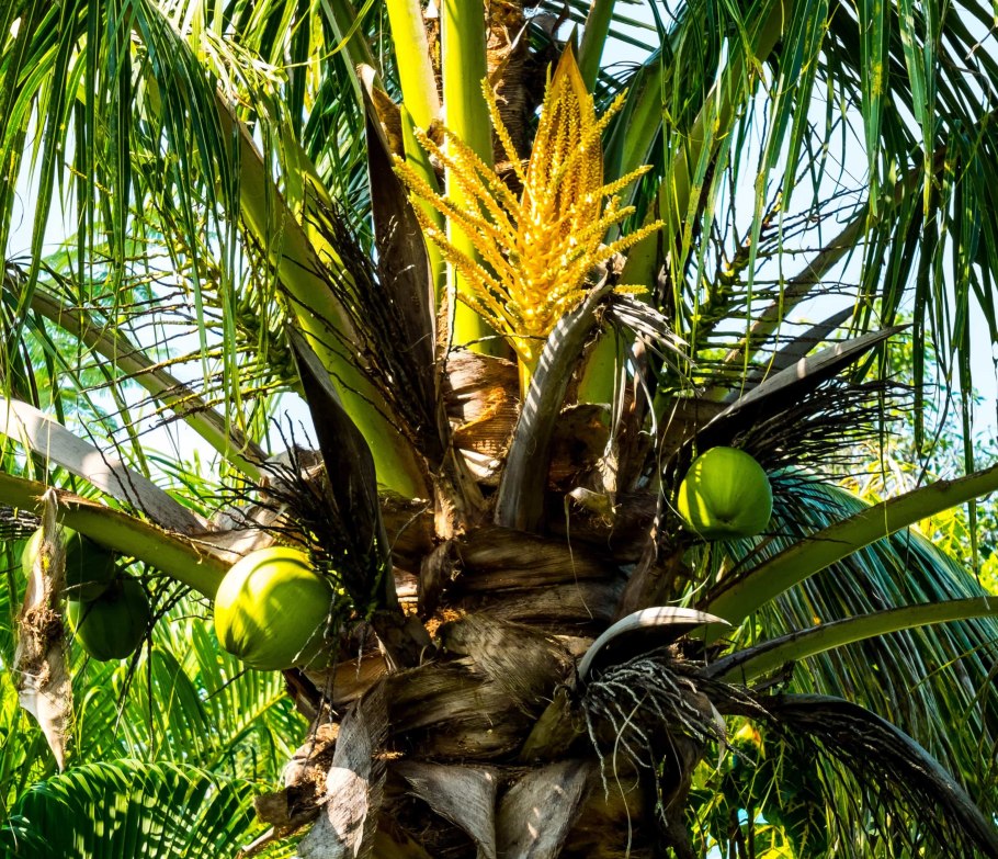 Кокосовая Пальма (Cocos nucifera)
