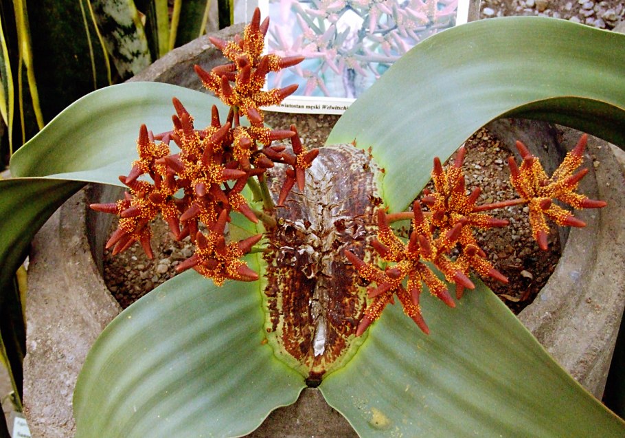 Welwitschia Mirabilis